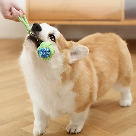 Jouets à mâcher pour chiens