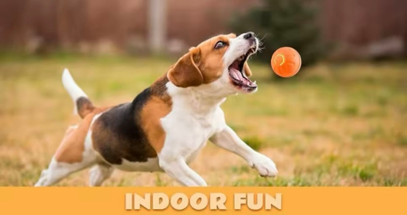 Balle de jouets intelligent chien